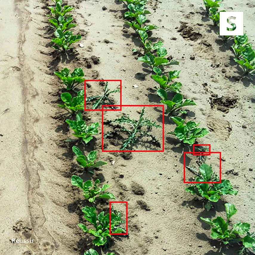 AI in Agriculture